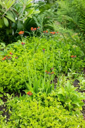Hieracium aurantiacum - P9 - image 3
