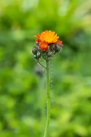 Hieracium aurantiacum - P9 - image 5