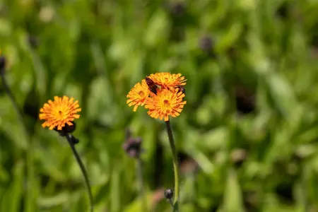 Hieracium aurantiacum - P9 - image 1