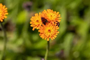 Hieracium aurantiacum - P9 - image 2