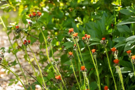 Hieracium aurantiacum - P9 - image 4