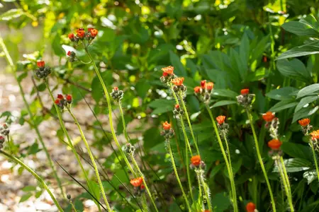 Hieracium aurantiacum - P11 - image 4