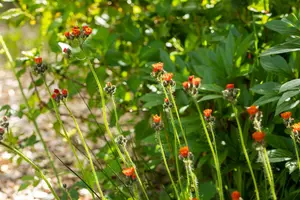 Hieracium aurantiacum - P11 - image 4