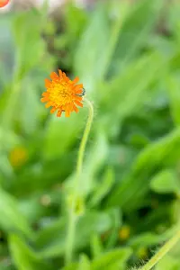 Hieracium pilosella - P9 - image 3