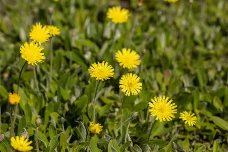 Hieracium pilosella - P9 - image 4