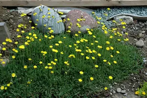 Hieracium pilosella