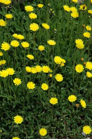 Hieracium pilosella - P9 - image 2