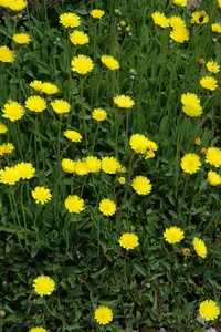 Hieracium pilosella - P9 - image 2