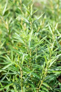 Hippophae rham. 'Friesdorfer Orange' - 2 Ltr, 3 canes - image 2