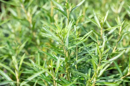 Hippophae rham. 'Friesdorfer Orange' - 2 Ltr, 3 canes - image 3