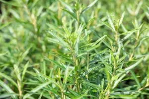 Hippophae rham. 'Friesdorfer Orange' - 2 Ltr, 3 canes - image 3