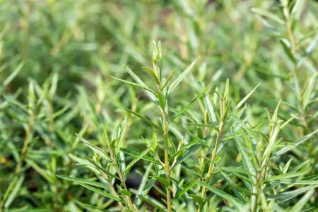 Hippophae rham. 'Friesdorfer Orange' - 2 Ltr, 3 canes - image 4