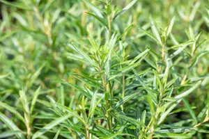 Hippophae rham. 'Friesdorfer Orange' - 80-90 CM C12 - image 3
