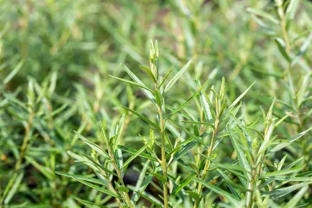 Hippophae rham. 'Friesdorfer Orange' - 80-90 CM C12 - image 4