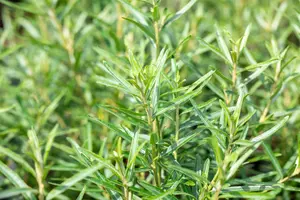 Hippophae rham. 'Friesdorfer Orange' - 175-200  CM C20 - image 2