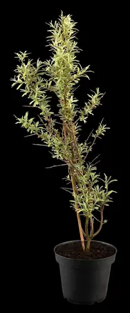 Hippophae rham. 'Friesdorfer Orange' - P9 - image 1