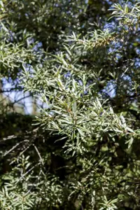 Hippophae rhamn. 'Hikul'