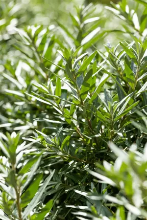 Hippophae rhamn. 'Hikul' - 2 Ltr, 3 canes - image 5