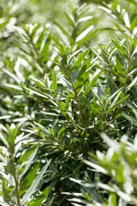 Hippophae rhamn. 'Hikul' - 60-80 CM C20 - image 5