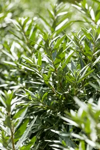 Hippophae rhamn. 'Hikul' - 3 Ltr pot - image 5