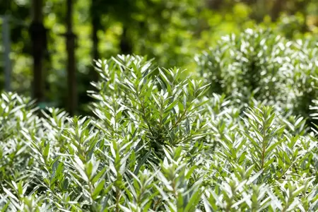 Hippophae rhamn. 'Hikul' - 2 Ltr, 3 canes - image 2