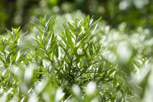 Hippophae rhamn. 'Hikul' - 2 Ltr, 3 canes - image 4