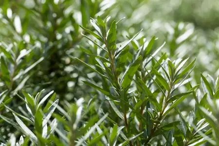 Hippophae rhamn. 'Hikul' - 60-80 CM C20 - image 3