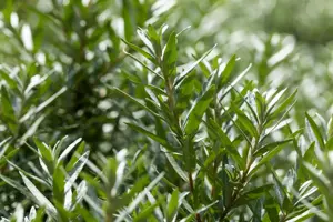 Hippophae rhamn. 'Hikul' - 60-80 CM C20 - image 3