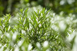 Hippophae rhamn. 'Hikul' - 30-40 CM C2 - image 4