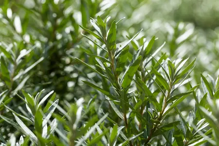 Hippophae rhamn. 'Hikul' - 3 Ltr pot - image 3