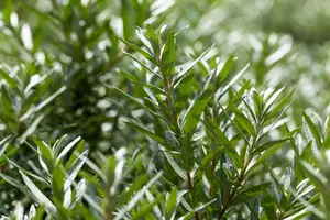 Hippophae rhamn. 'Hikul' - 3 Ltr pot - image 3