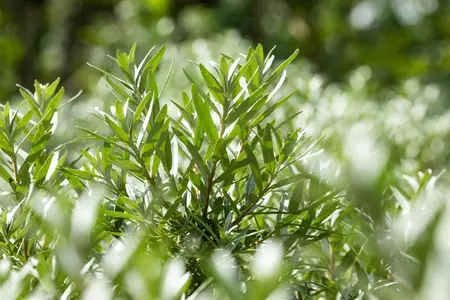 Hippophae rhamn. 'Hikul' - 50-60 CM C7.5 - image 4