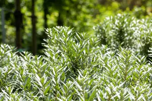 Hippophae rhamn. 'Hikul' - 80-100 CM C20 - image 2