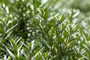 Hippophae rhamn. 'Hikul' - 80-100 CM C20 - image 3