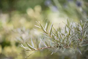 HIPPOPHAE RHAMNOIDES