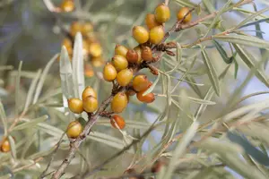 Hippophae rhamnoides - MULTISTEM 175-200 CM C90 - image 5