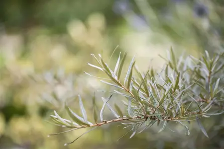 Hippophae rhamnoides - MULTISTEM 175-200 CM C35 - image 1