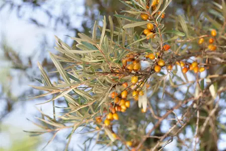 Hippophae rhamnoides - MULTISTEM 175-200 CM C35 - image 4