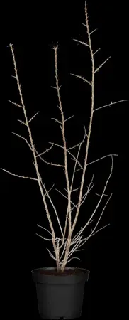 Hippophae rhamnoides - 80-100 CM - image 3