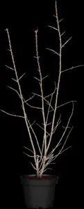 Hippophae rhamnoides - 300-350 CM RB - image 3