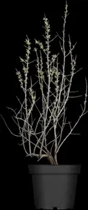 Hippophae rhamnoides - 20-30 CM C2 - image 2