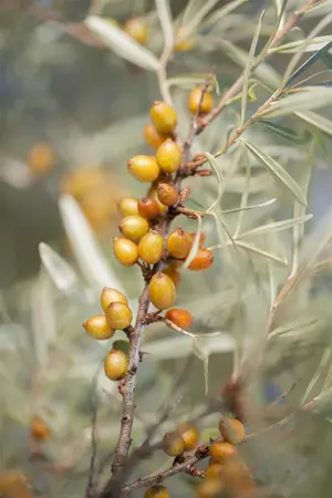 Hippophae rhamnoides 'Hergo' - 30-40 CM C3 - image 5