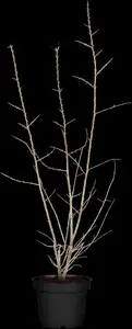 Hippophae rhamnoides 'Hergo' - P9 - image 3