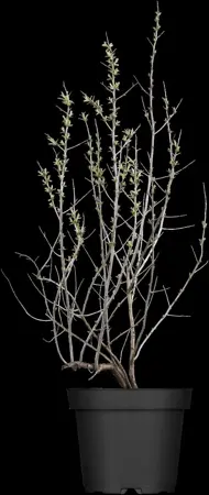 Hippophae rhamnoides 'Hergo' - 300-350 CM C110 - image 2