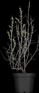 Hippophae rhamnoides 'Hergo' - P9 - image 2
