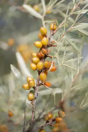 Hippophae rhamnoides 'Leikora' - 2 Ltr, 3 canes - image 3