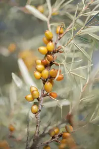 Hippophae rhamnoides 'Leikora' - 2 Ltr, 3 canes - image 3