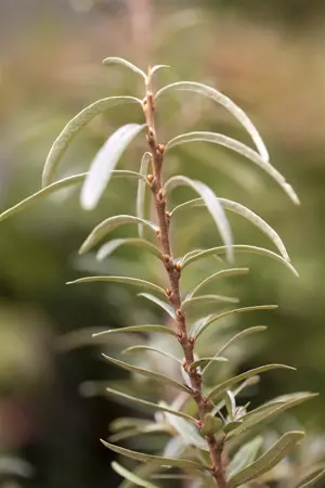 Hippophae rhamnoides 'Leikora' - 2 Ltr, 3 canes - image 4