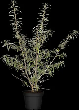 Hippophae rhamnoides 'Leikora' - 2 Ltr, 3 canes - image 5