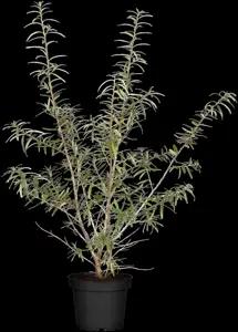 Hippophae rhamnoides 'Leikora' - 2 Ltr, 3 canes - image 5